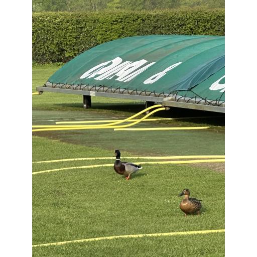 Ducks.jpg